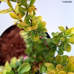 Berberis thunbergii 'Golden Tower'