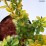 Berberis thunbergii 'Golden Tower'