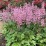 ×Heucherella PINK REVOLUTION 'Heupire030'