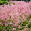 ×Heucherella PINK REVOLUTION 'Heupire030'
