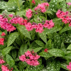 Pulmonaria 'Shrimps on the...