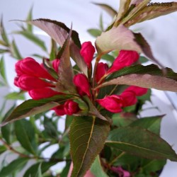 Weigela florida ALL SUMMER RED 'Slinco1' PBR
