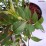 Weigela florida ALL SUMMER RED 'Slinco1' PBR