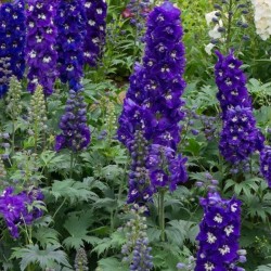 Delphinium MF 'Dark Blue...