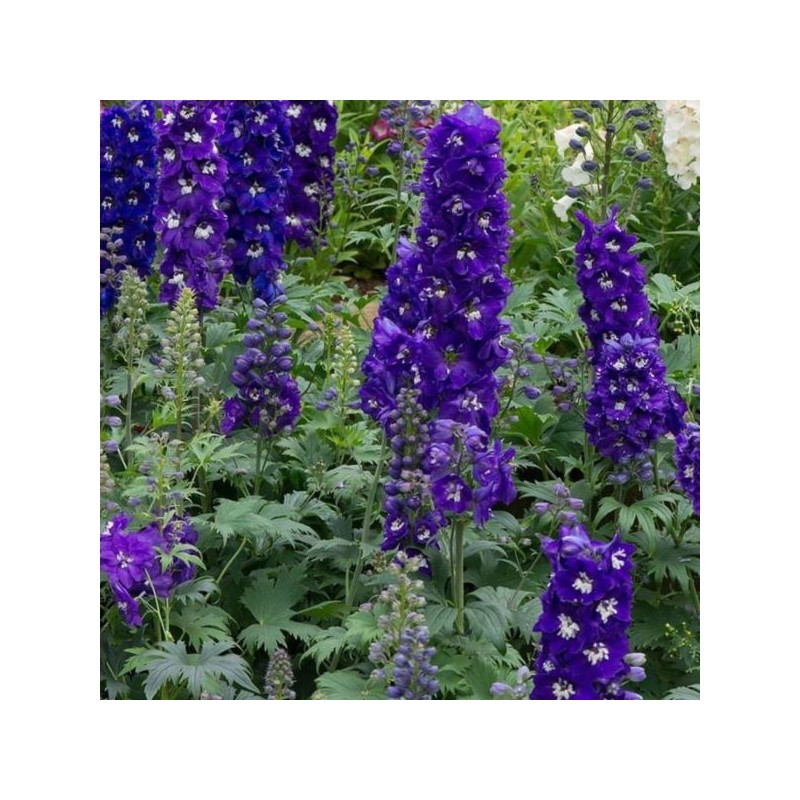 Delphinium MF 'Dark Blue Dark Bee'
