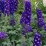 Delphinium MF 'Dark Blue Dark Bee'