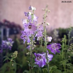 Delphinium MF 'Dark Blue Dark Bee'