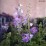 Delphinium MF 'Dark Blue Dark Bee'