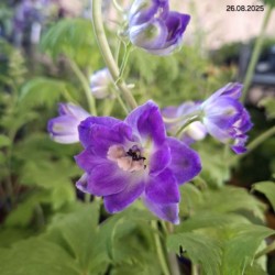 Delphinium MF 'Dark Blue Dark Bee'