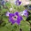 Delphinium MF 'Dark Blue Dark Bee'