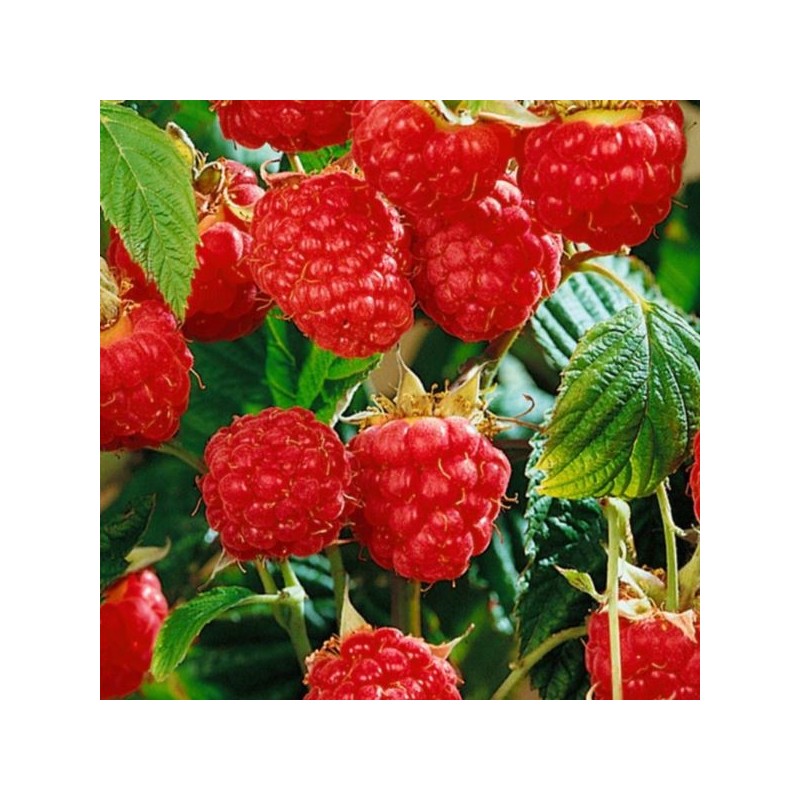 Rubus idaeus 'Meeker'