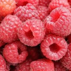 Rubus idaeus 'Meeker'