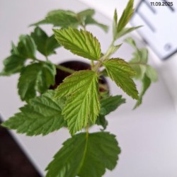 Rubus idaeus 'Meeker'