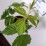 Rubus idaeus 'Meeker'