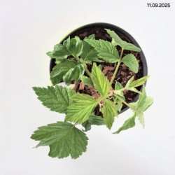 Rubus idaeus 'Meeker'