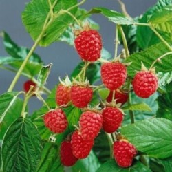 Rubus idaeus 'Willamette'