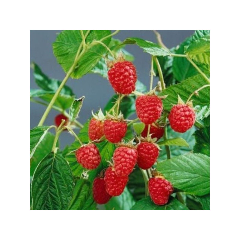 Rubus idaeus 'Willamette'