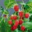 Rubus idaeus 'Willamette'