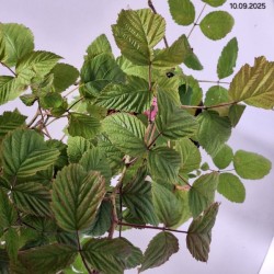 Rubus idaeus 'Willamette'