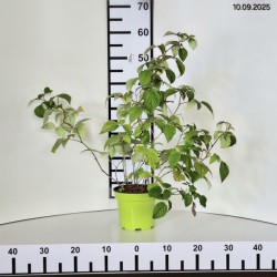 Rubus idaeus 'Willamette'