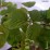 Rubus idaeus 'Willamette'