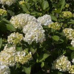 Hydrangea macrophylla...