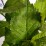 Hydrangea macrophylla 'Madame Emile Mouillere'