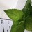 Hydrangea macrophylla 'Madame Emile Mouillere'
