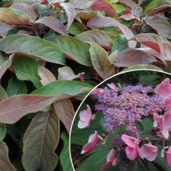 Hydrangea aspera HOT...