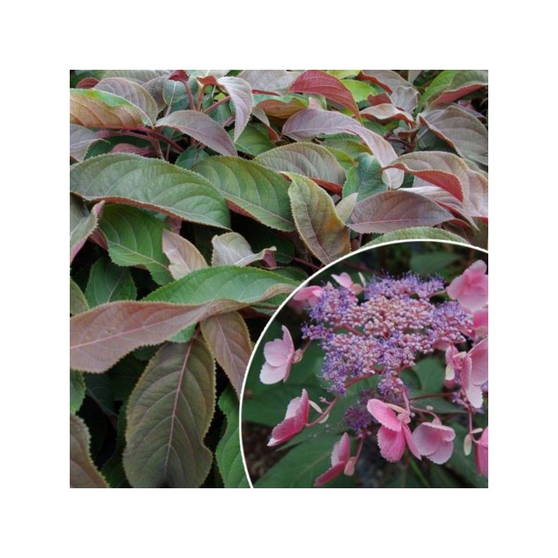 Hydrangea aspera HOT CHOCOLATE 'Haop012' PBR