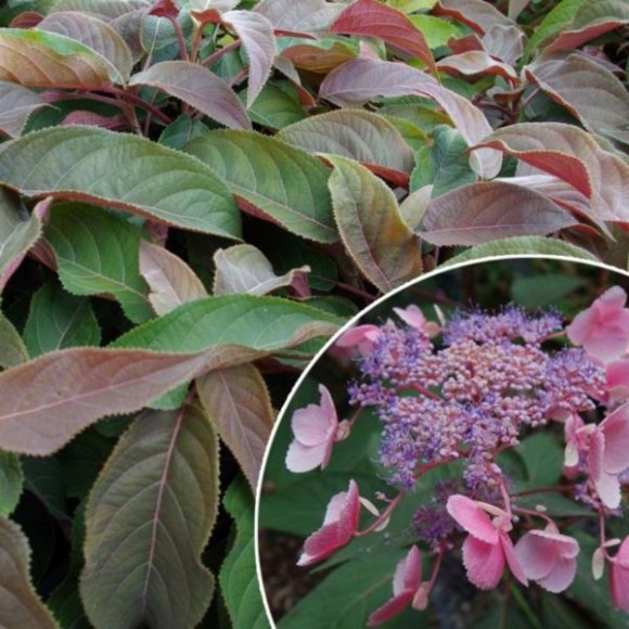 Hydrangea aspera HOT CHOCOLATE 'Haop012' PBR
