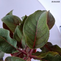 Hydrangea aspera HOT CHOCOLATE 'Haop012' PBR
