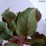 Hydrangea aspera HOT CHOCOLATE 'Haop012' PBR