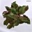 Hydrangea aspera HOT CHOCOLATE 'Haop012' PBR