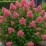 Hydrangea p. 'Queen Mini Bella'