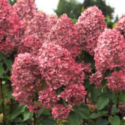 Hydrangea p. 'Queen Mount...