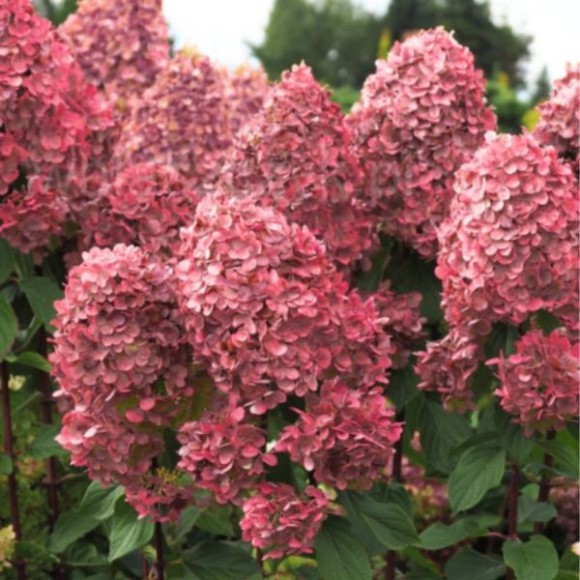 Hydrangea p. 'Queen Mount Rose'