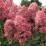 Hydrangea p. 'Queen Mount Rose'