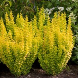 Berberis thunbergii...