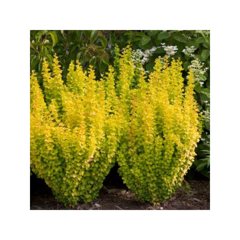 Berberis thunbergii 'Helmond Yellow'