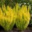 Berberis thunbergii 'Helmond Yellow'