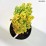 Berberis thunbergii 'Helmond Yellow'