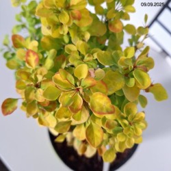 Berberis thunbergii 'Helmond Yellow'