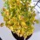 Berberis thunbergii 'Helmond Yellow'