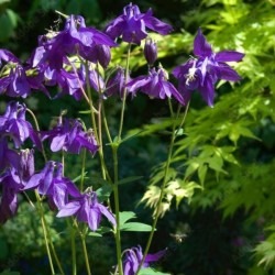 Aquilegia alpina