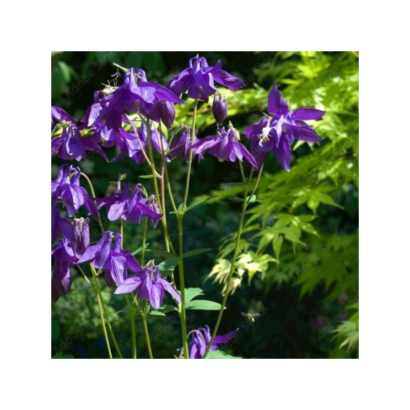Aquilegia alpina