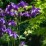 Aquilegia alpina