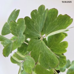 Aquilegia alpina