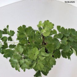 Aquilegia alpina