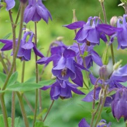 Aquilegia alpina